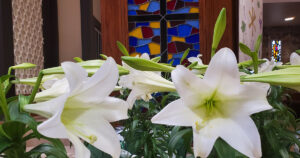 Easter Lilies 2025